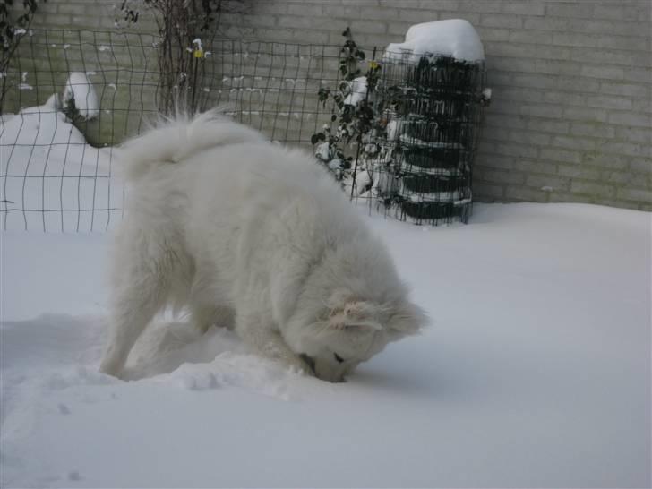 Samojedhund Simba - gad vide hvad der ligger under sneen? ;) billede 17