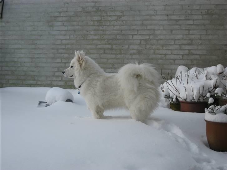 Samojedhund Simba - se hvor lækker jeg er! billede 18
