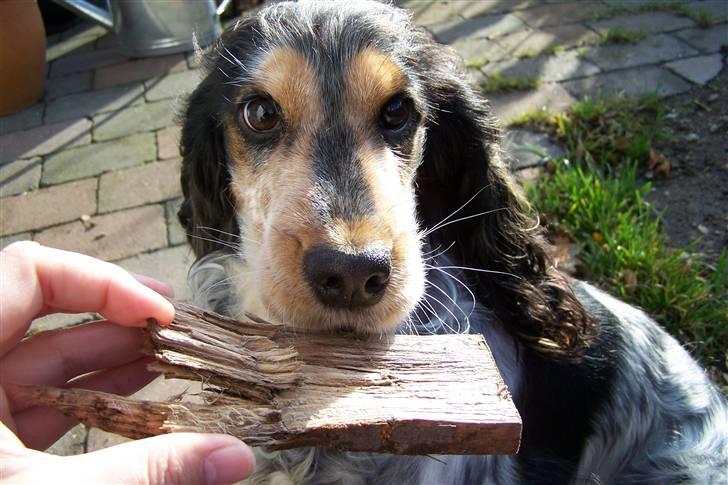 Cocker spaniel Nanna - tag pinden ? billede 18
