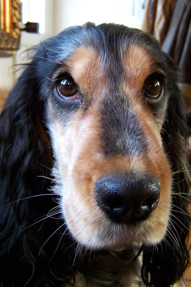 Cocker spaniel Nanna - Hvad ?!? billede 19