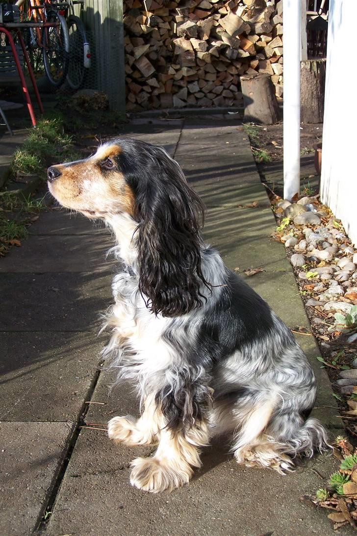 Cocker spaniel Nanna billede 20