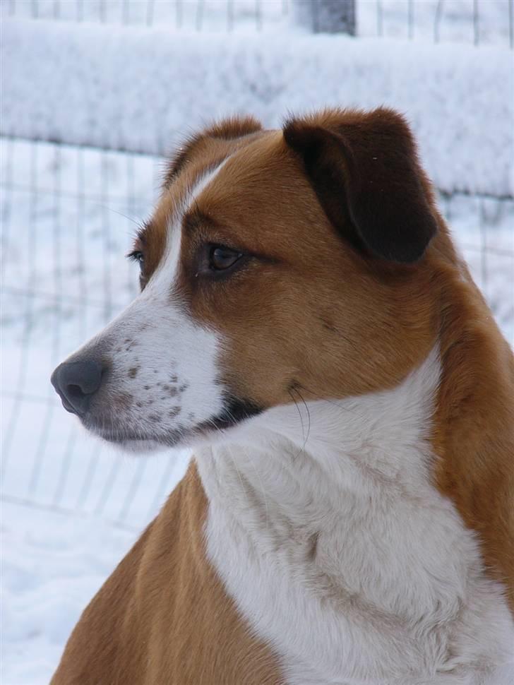 Blanding af racer Mille - Taget d.16 dec - 2009 billede 15