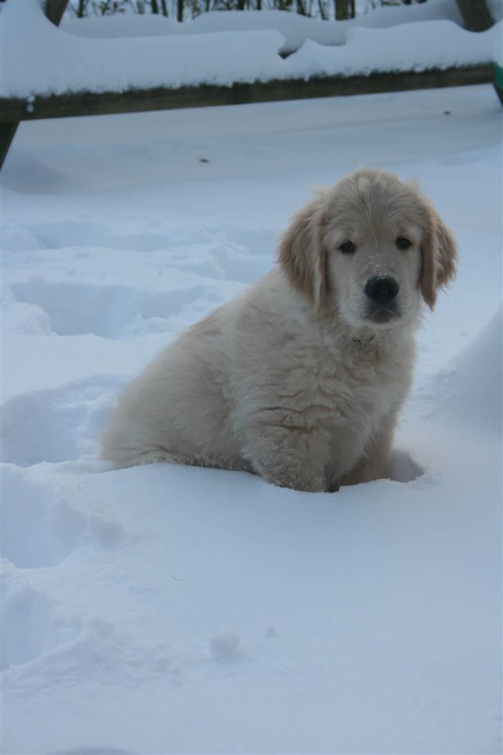 Golden retriever Basse(Mystic man) <3 - Så leger jeg lige i sneen og det er dejligt (: billede 7