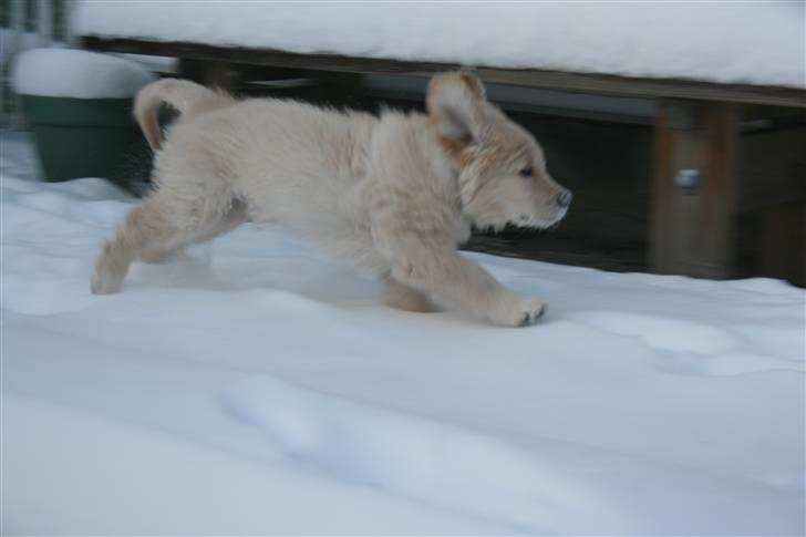 Golden retriever Basse(Mystic man) <3 billede 8