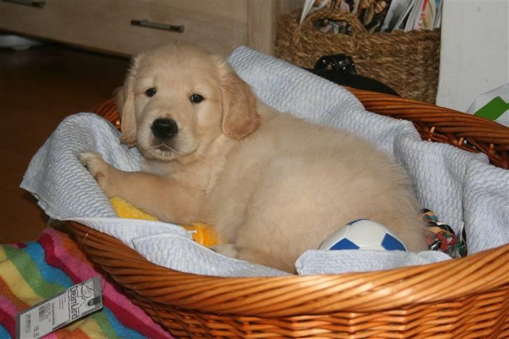 Golden retriever Basse(Mystic man) <3 billede 9