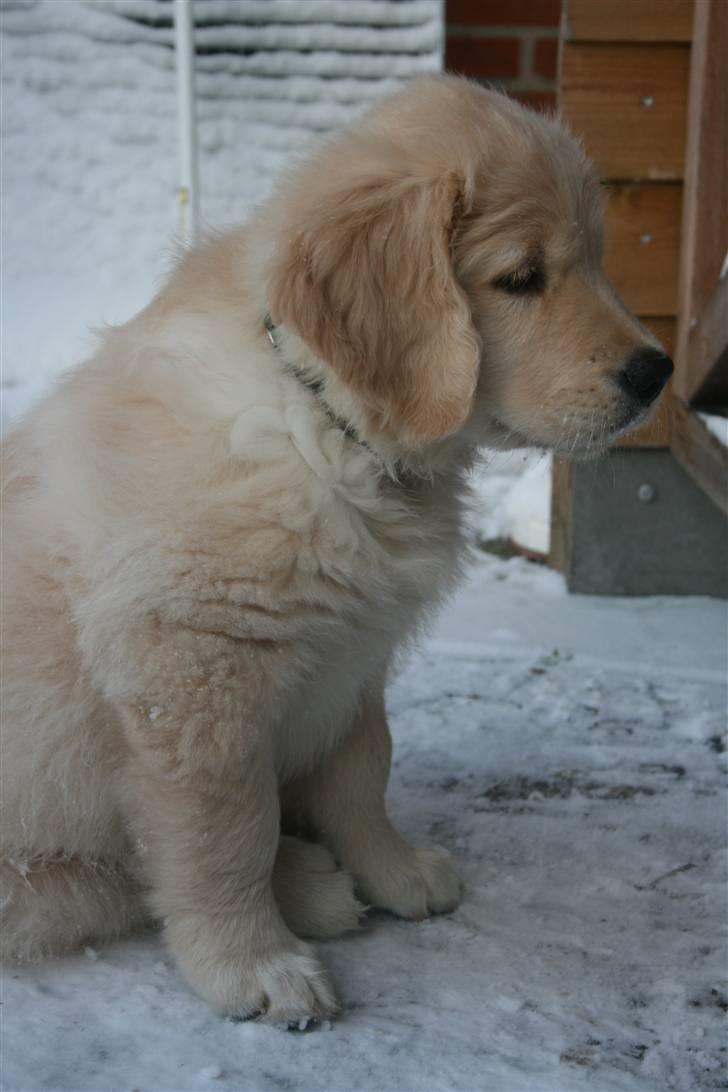 Golden retriever Basse(Mystic man) <3 billede 10