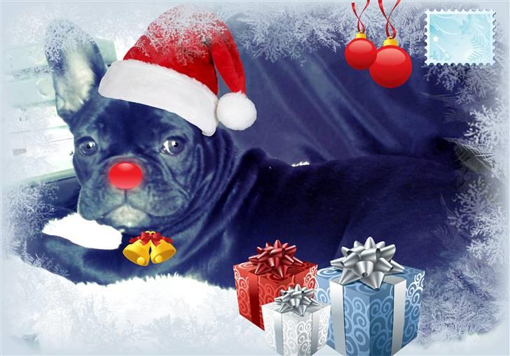 Fransk bulldog Chili billede 20