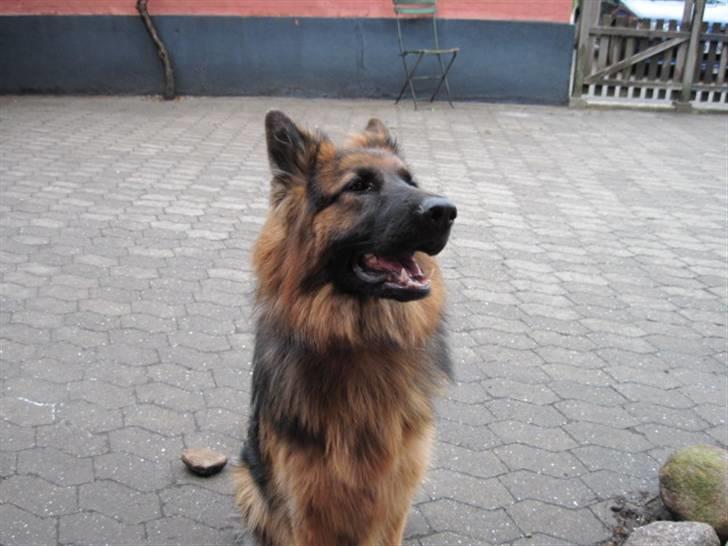 Schæferhund Team Marlboro Cille - ,jeg kan også være blæret billede 14