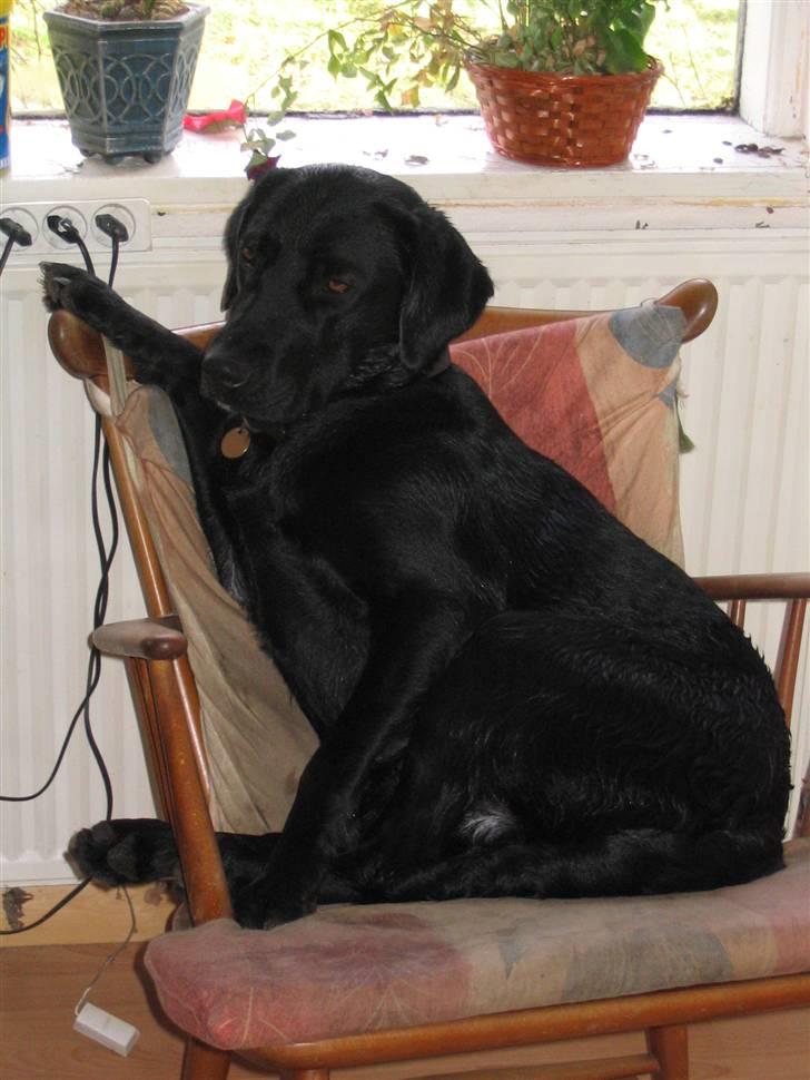 Labrador retriever Blackie - åååhr, det er hårdt at hedde blackie! :) billede 1