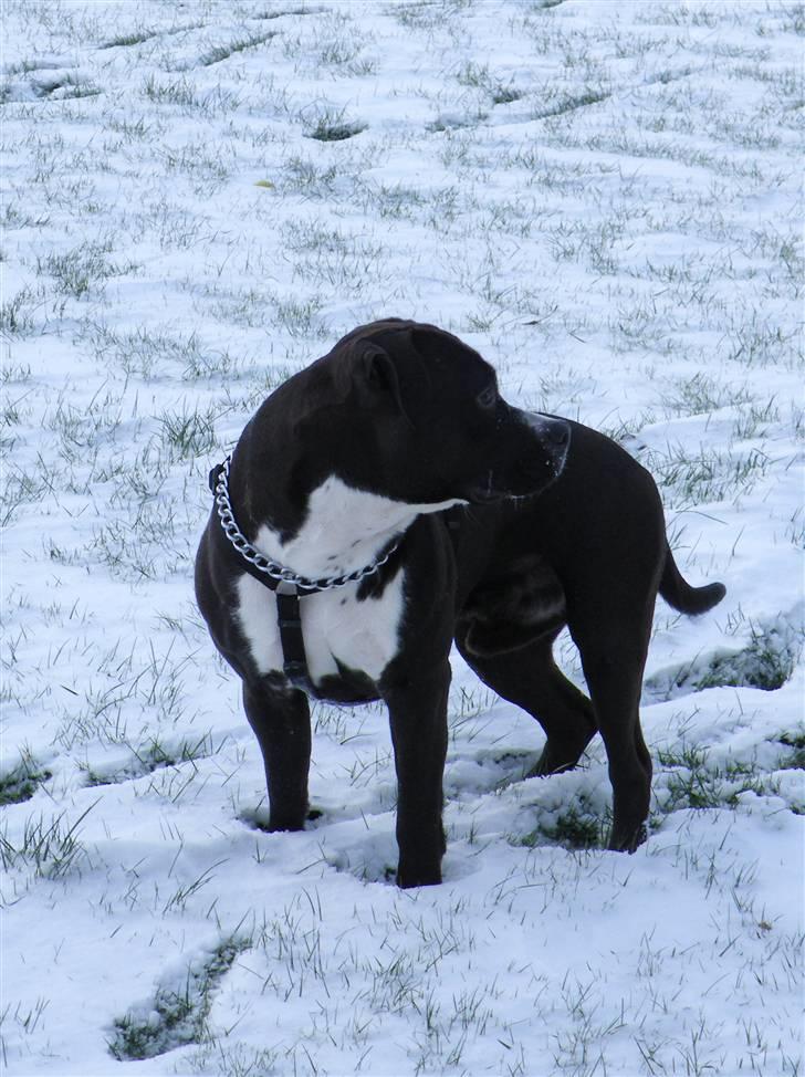 Amerikansk staffordshire terrier Chico - Den smukkeste billede 8