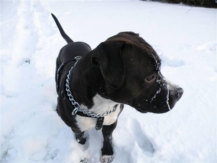 Amerikansk staffordshire terrier Chico - Smuk! billede 9