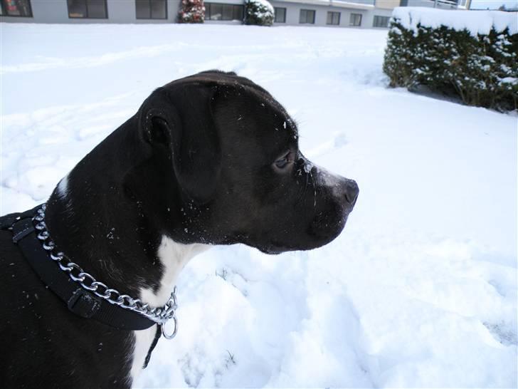 Amerikansk staffordshire terrier Chico - Smuk! billede 10