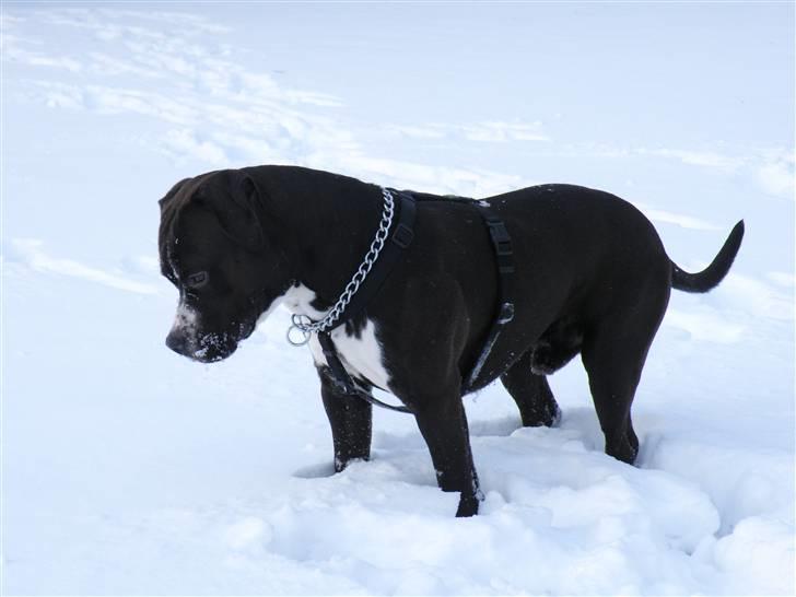 Amerikansk staffordshire terrier Chico - Er det spændende ? billede 11