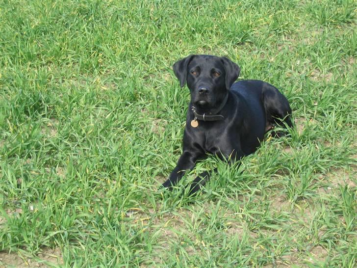Labrador retriever Blackie - "Hvad er dog det?" :) billede 3