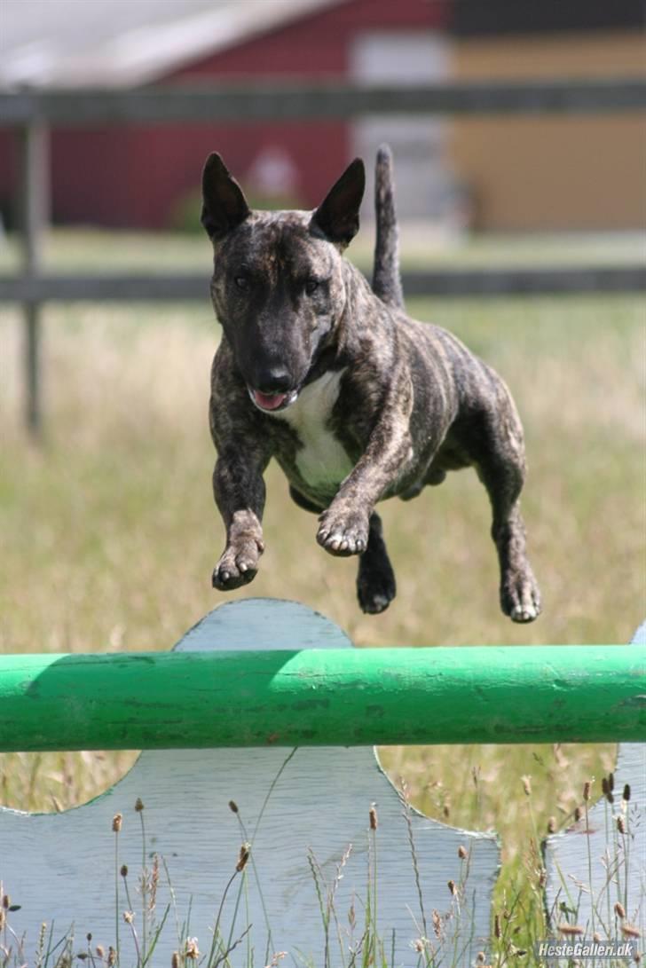 Bullterrier miniature Max billede 1