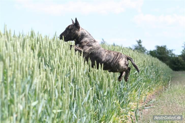 Bullterrier miniature Max billede 2