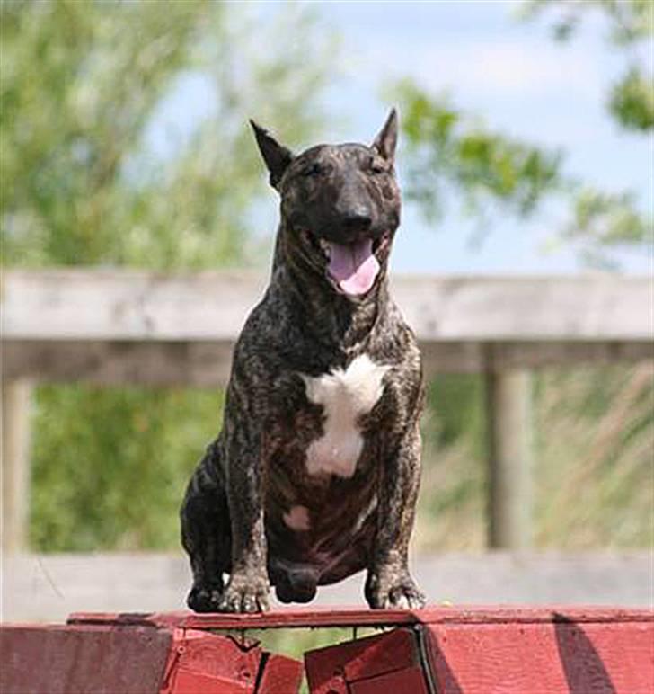 Bullterrier miniature Max billede 3