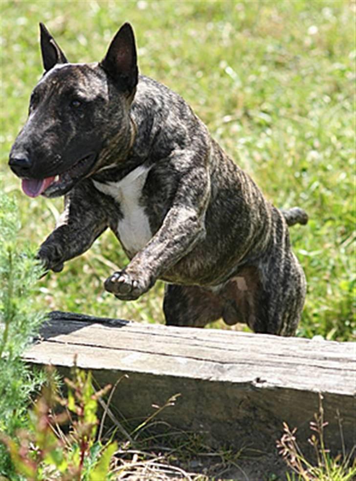 Bullterrier miniature Max billede 4