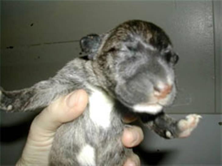 Bullterrier miniature Max billede 5