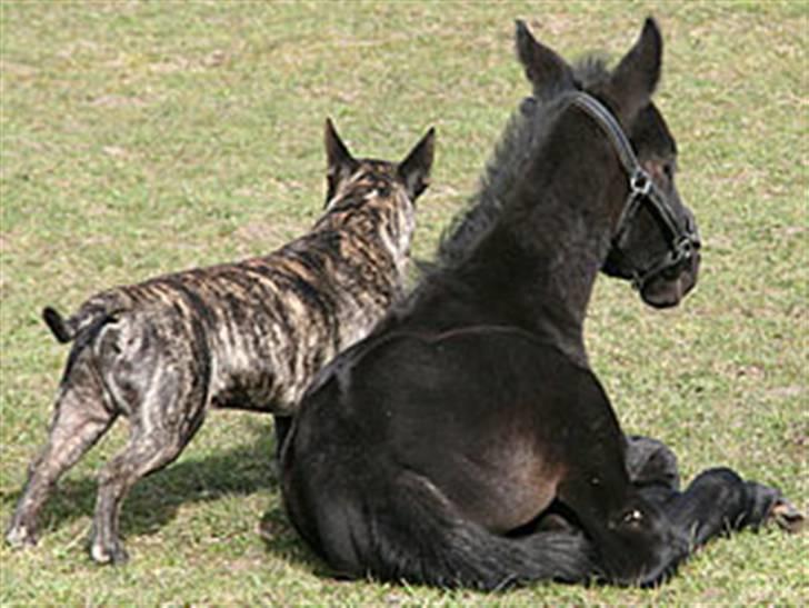 Bullterrier miniature Max billede 6