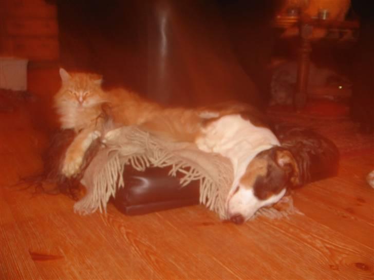 Drever Härkillas Öjjo 1 - Her ligger Edvard med katten Thor billede 8