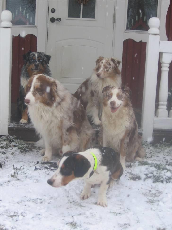 Drever Härkillas Öjjo 1 - Edvard med sine 4 aussiervenner billede 9
