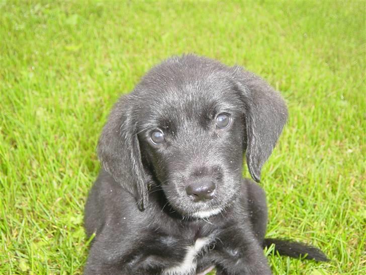 Blanding af racer Laban<333 - Så ser man lige mig der sidder såh pænt billede 7