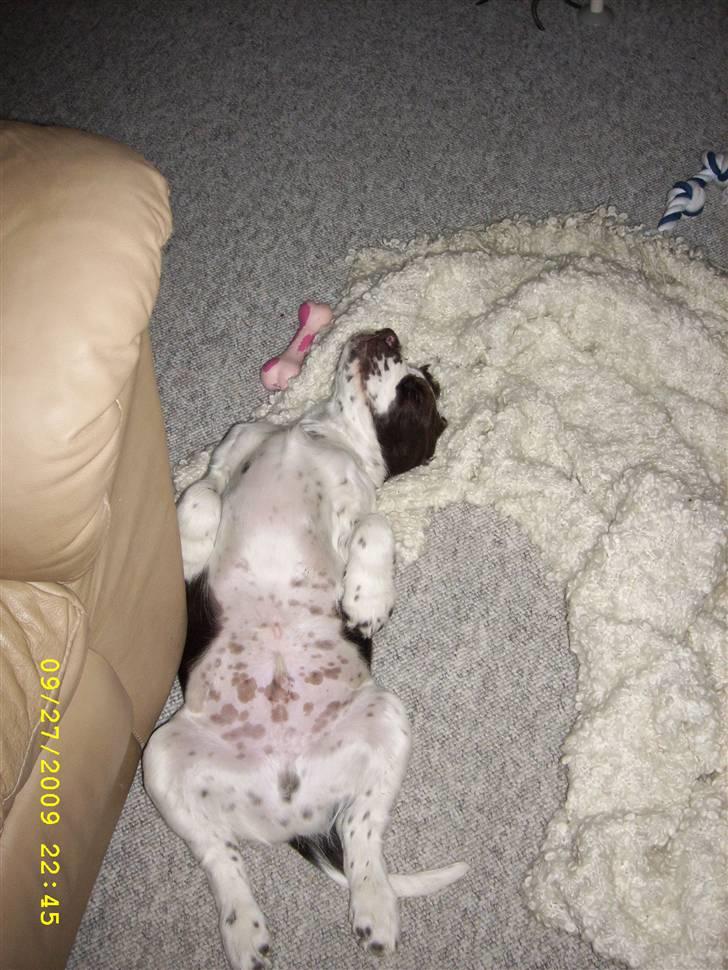 Engelsk springer spaniel Harley billede 18