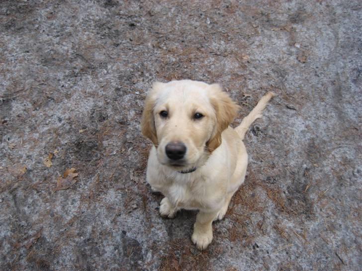 Golden retriever bamse - Nu sidder jeg pænt får jeg så ikke snart noget? billede 1