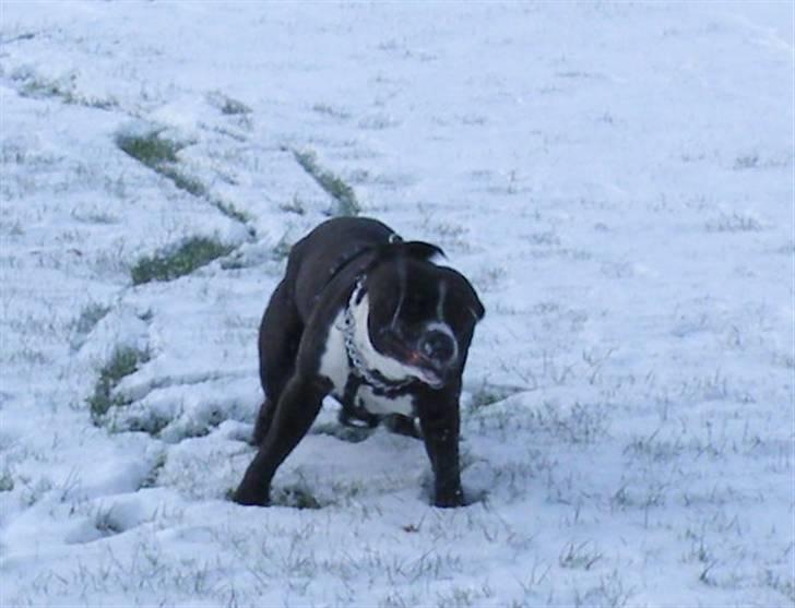 Amerikansk staffordshire terrier Chico - Shake that ass :D billede 12