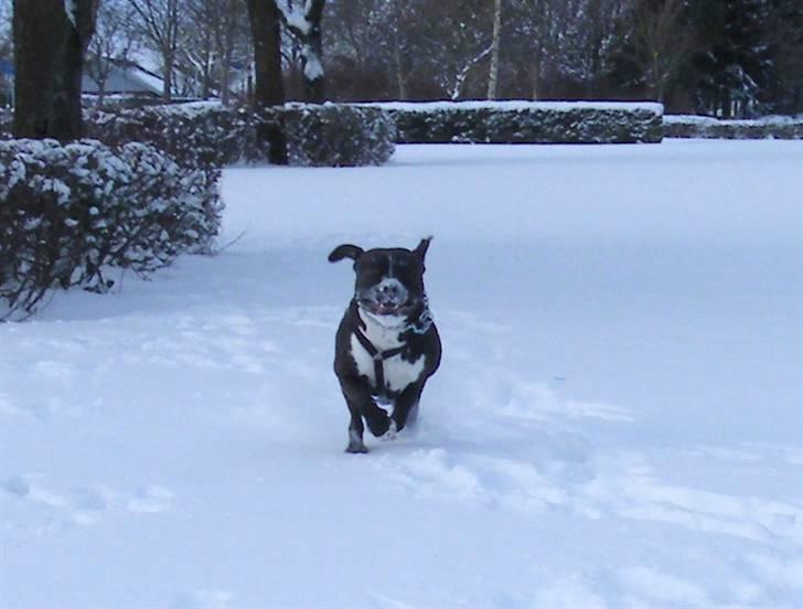 Amerikansk staffordshire terrier Chico - Speedy Gonchico billede 13