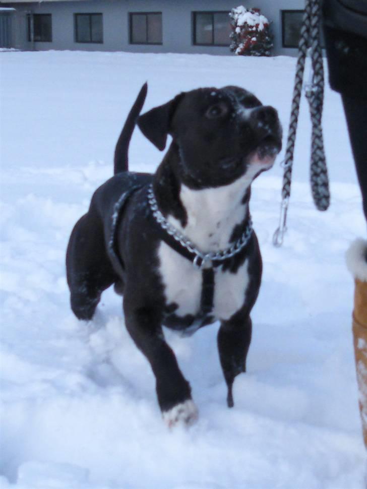 Amerikansk staffordshire terrier Chico - Chico skal altid rende lige efter mig og kigge som om han gerne vil ha en godbid .. billede 14