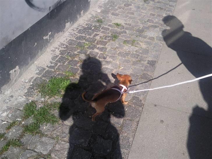 Chihuahua Luna - På en lang tur billede 2