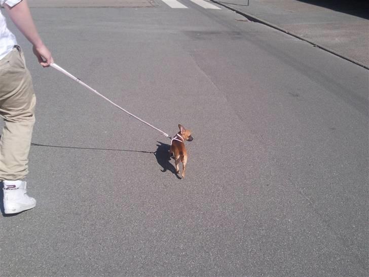 Chihuahua Luna - På en lang tur billede 4