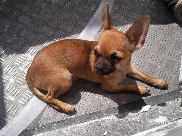 Chihuahua Luna - I solen igen billede 6