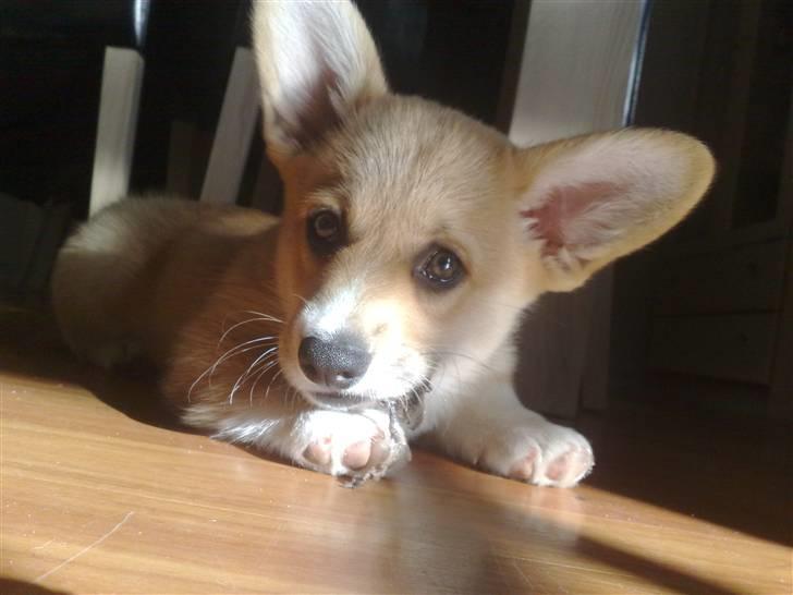 Welsh corgi pembroke kenya billede 1