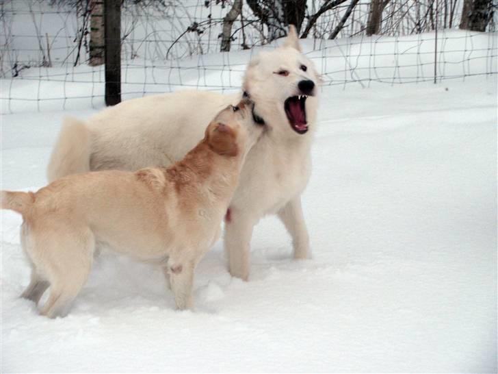 Labrador retriever Trunte - AUUUU hold op billede 16