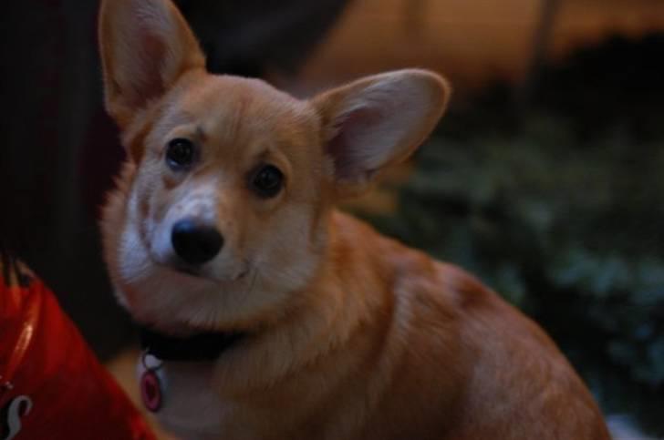 Welsh corgi pembroke kenya billede 2