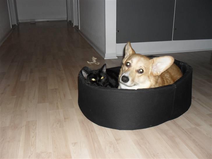 Welsh corgi pembroke kenya - min aller bedste ven:) billede 3