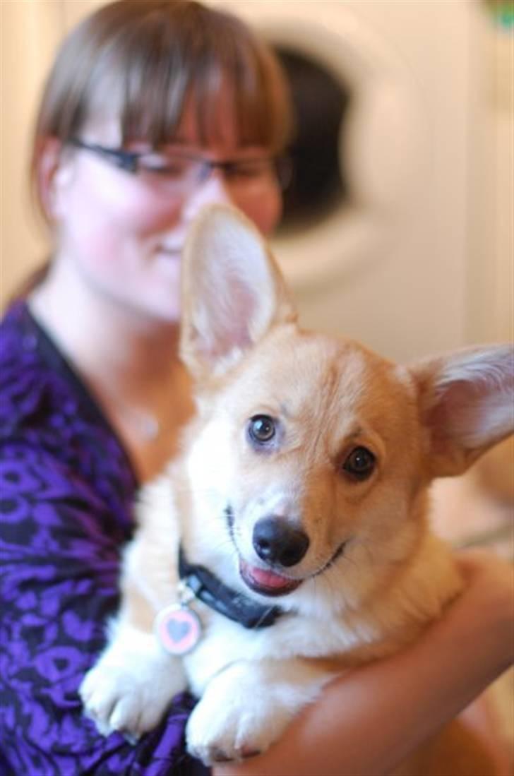 Welsh corgi pembroke kenya - min mor og jeg billede 4