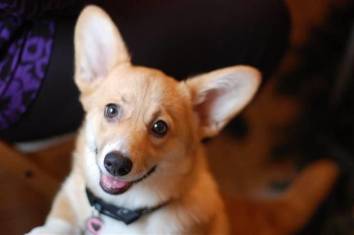 Welsh corgi pembroke kenya billede 5