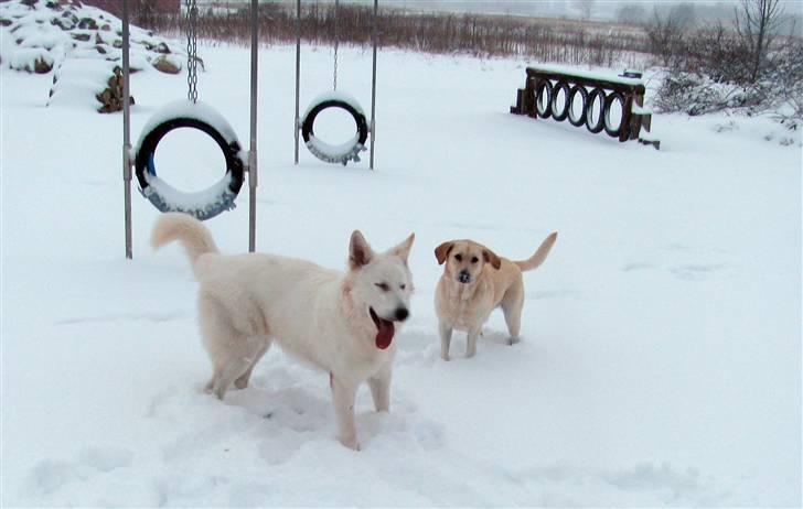 Labrador retriever Trunte billede 17