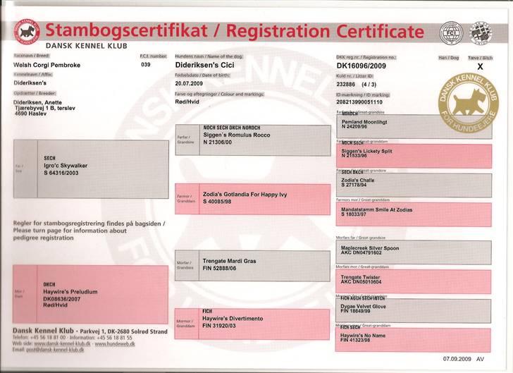 Welsh corgi pembroke kenya - min stamtavle billede 6