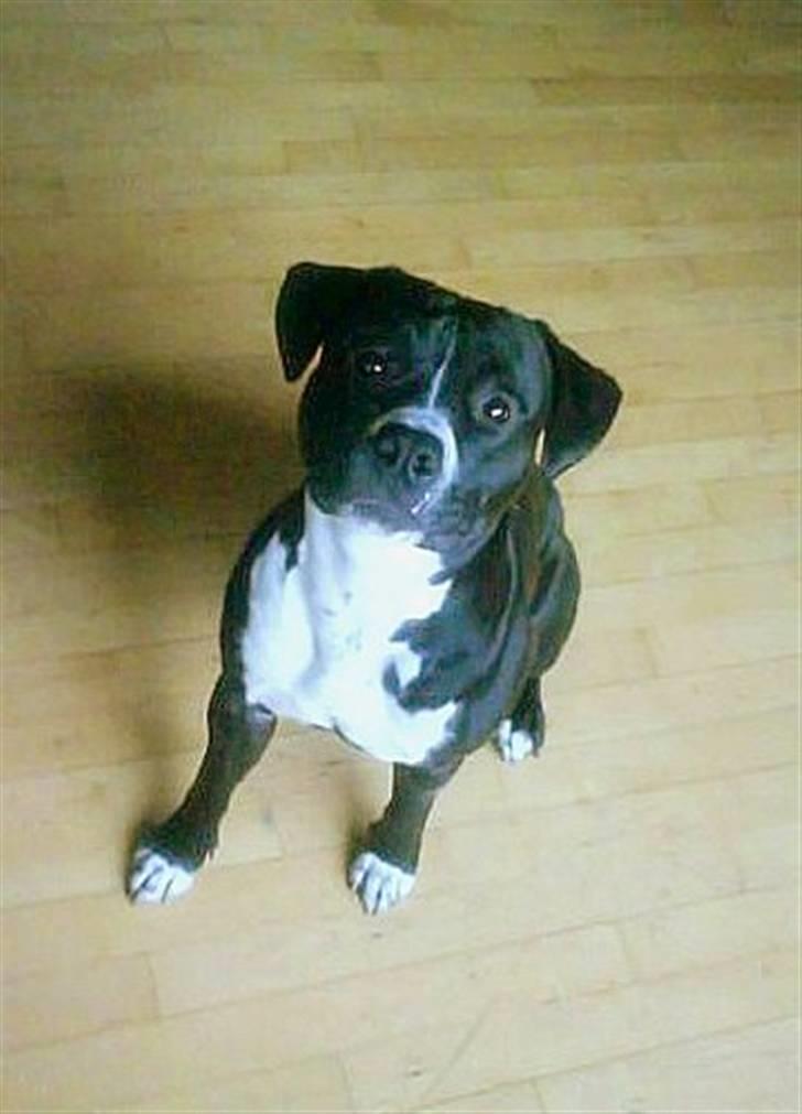 Amerikansk staffordshire terrier Chico - Chico den første dag hos mig :) billede 15