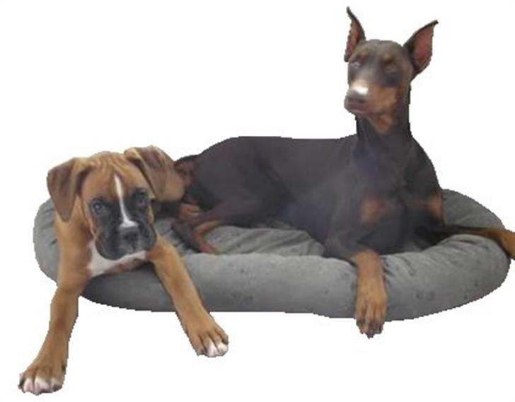 Boxer Zenta - bedste venner <3 billede 17