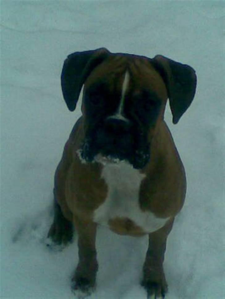 Boxer Zenta billede 18