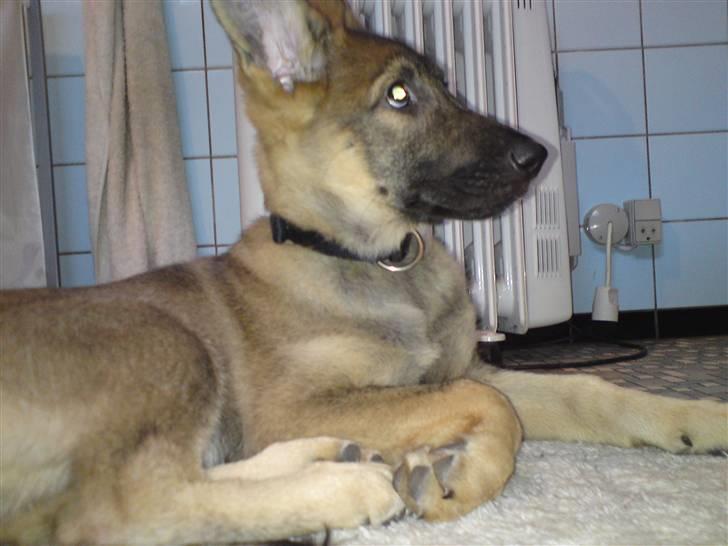 Schæferhund Dina billede 5