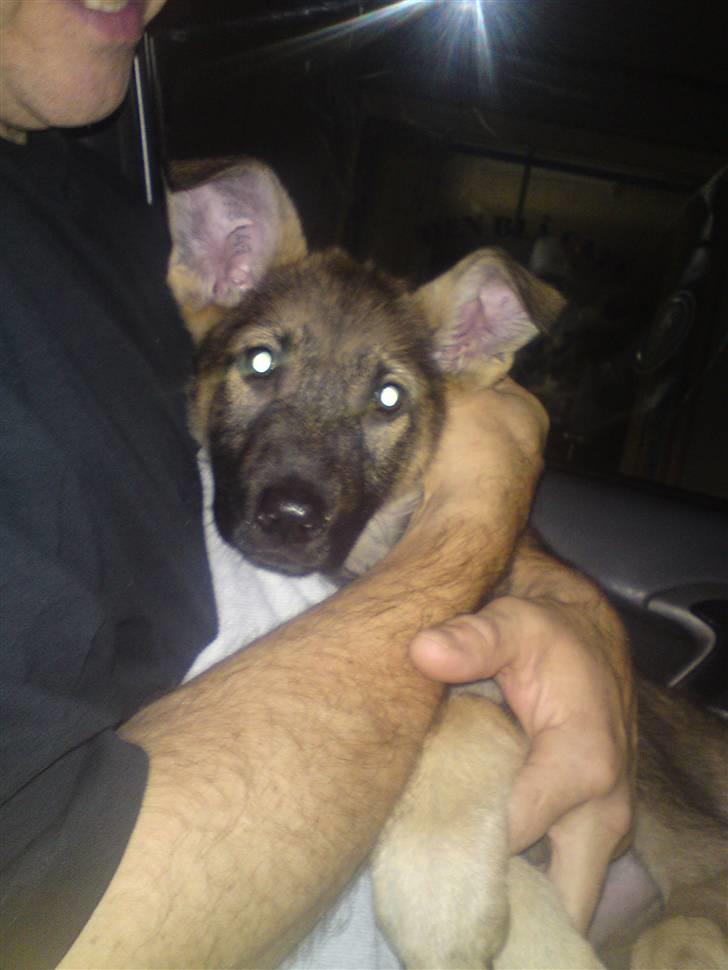 Schæferhund Dina billede 6