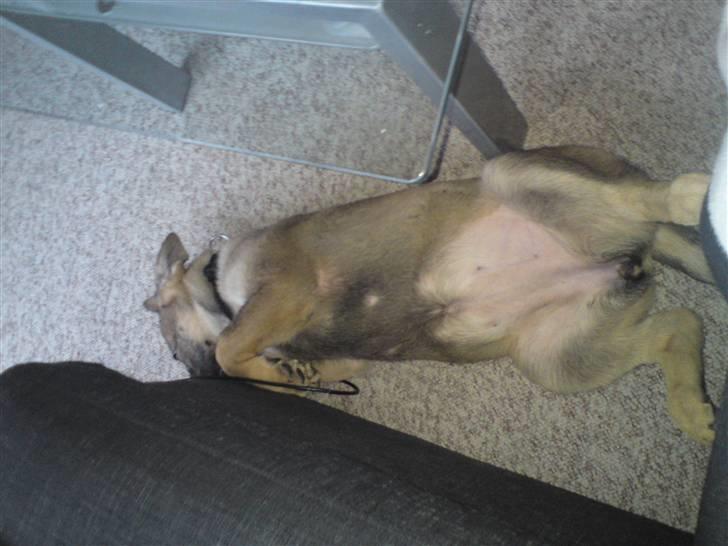 Schæferhund Dina billede 7