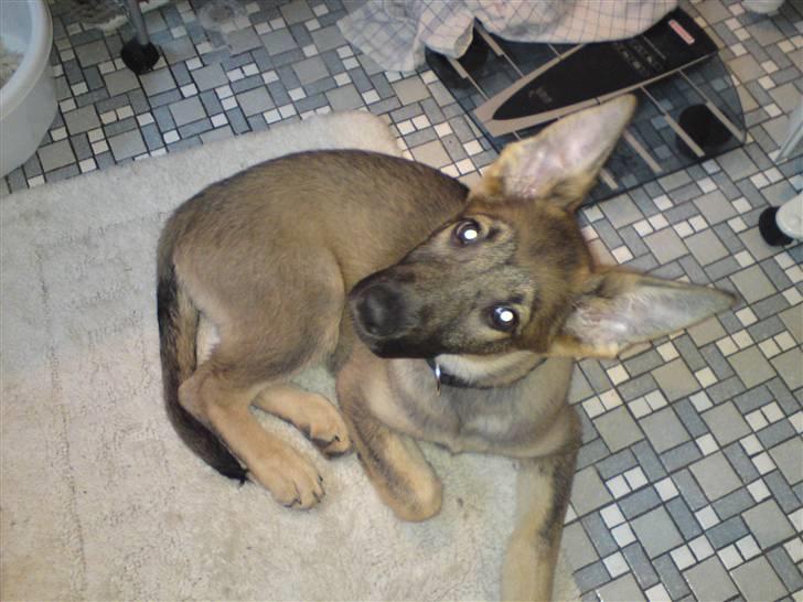 Schæferhund Dina billede 8